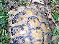 maudoc.com • Hermann's Tortoise - Tartaruga di Hermann - Testudo hermanni •  IMG_6530 1.jpg : Tartaruga